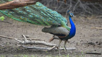 Farmers need help: raids on farms by wild animals harm their crops