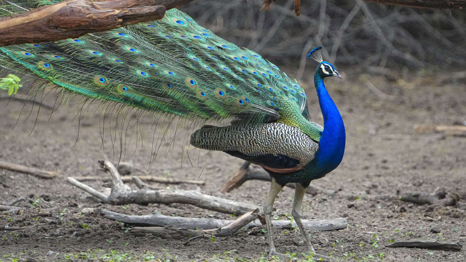 Farmers need help: raids on farms by wild animals harm their crops