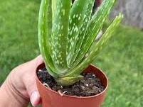 Do you want to plant aloe vera at home? These are the simple steps!