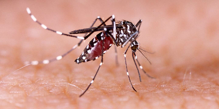 Dengue outbreak in Manipur, 102 new patients confirmed
