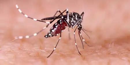 Dengue outbreak in Manipur, 102 new patients confirmed