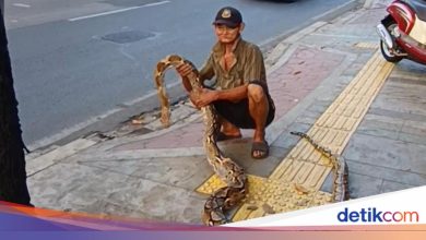 Viral: Elderly distribute Python snake to prevent motorists from breaking through sidewalks in East Jakarta