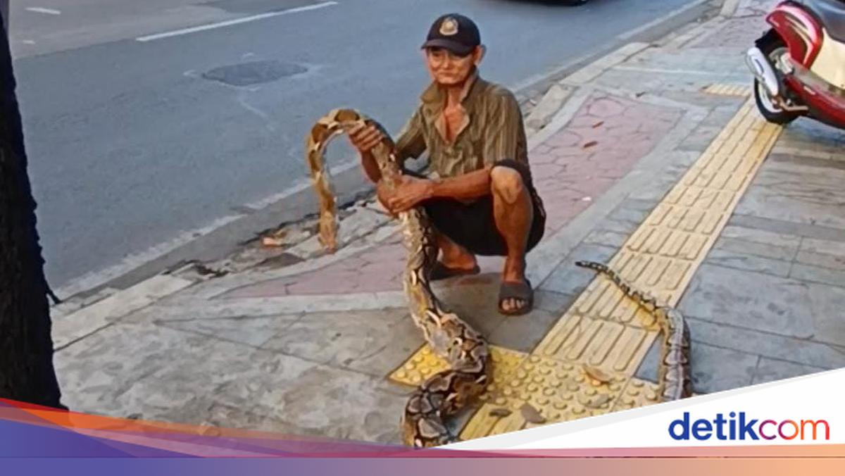 Viral: Elderly distribute Python snake to prevent motorists from breaking through sidewalks in East Jakarta