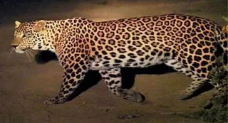 Leopard likes the alluvium of Sangam city, has been roaming here for a year – leopard has been roaming in prayagraj ganga riverside shelter for a year
