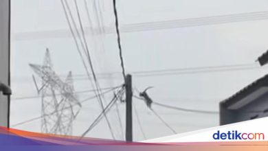 Swarms of monkeys still roam Depok housing, residents said to be from South Tangerang