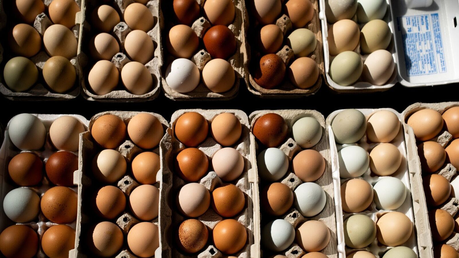 FDA Raises Recall of More Than 6 Million Black Sheep Eggs to Class I, Highest Risk Level for Salmonella Contamination