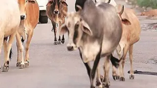 Jharkhand News: Chicken will be sacrificed for the health of cattle, cows and bulls will be decorated – jharkhand chicken sacrifice for livestock health unique tradition