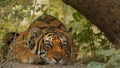 Farmers were working in the fields when a tiger attacked them…heartbreaking incident in Mysore.