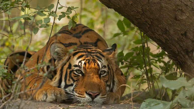 Farmers were working in the fields when a tiger attacked them…heartbreaking incident in Mysore.