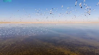 المركز الوطني لتنمية الحياة الفطرية بالسعودية يواصل جهوده لحماية الطيور المهاجرة مؤشر سلامة…