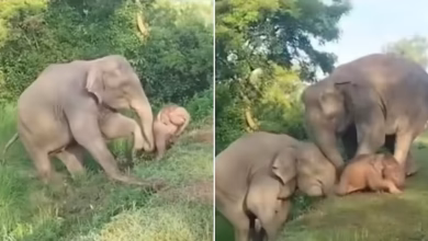The elephant ran to save the child falling down the slope! Then the jugaad he used won everyone’s heart, watch the emotional video.