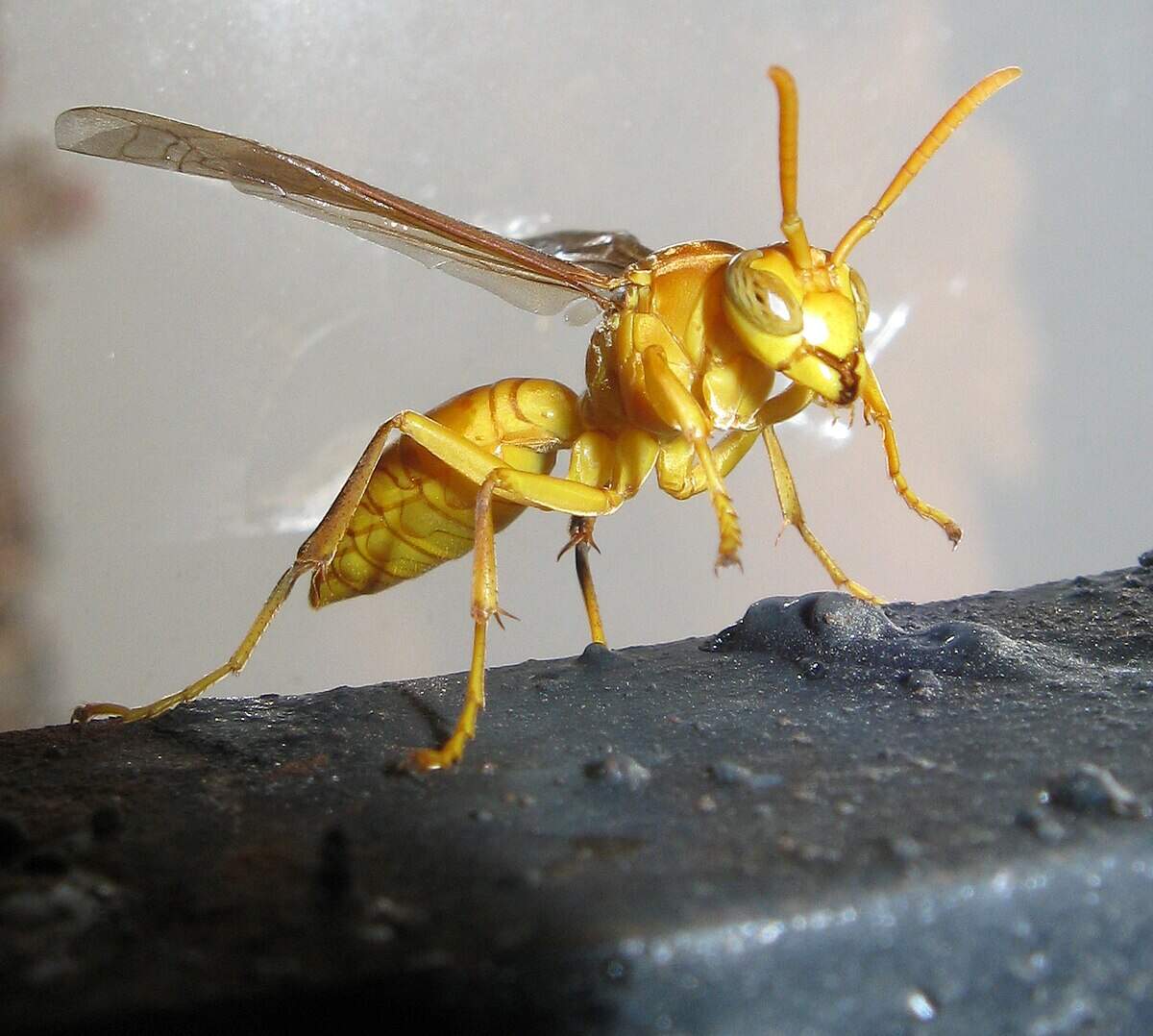 This man hid dozens of wasps in his mouth! The scene that unfolded after a moment would give goosebumps, with people watching the video saying: ‘This is madness!’