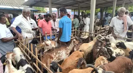 Tamil Nadu: Sales worth Rs 1.10 crore made in Arumuganeri goat market on Diwali