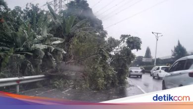 Tree Falls on the Jagorawi toll road towards Cawang, officers evacuate immediately