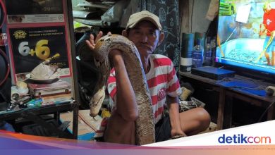The story of Grandpa Subari once being scolded by a motorcyclist for putting a snake on the pavement