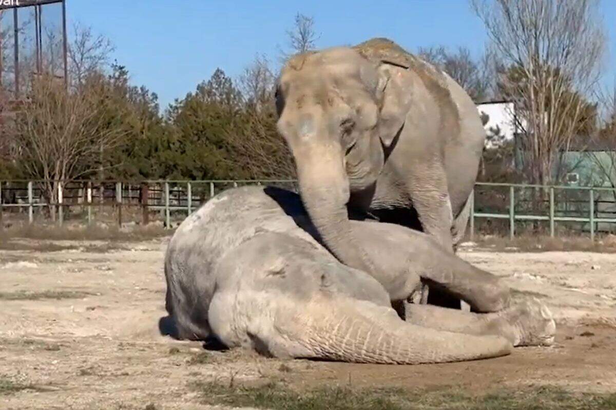 ‘I lost my companion of 25 years…’ The elephant kept crying after picking up her friend’s dead body from her trunk, tears won’t stop after watching the viral video
