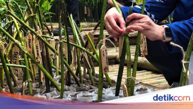 Jakarta Provincial Government’s efforts to encourage the community to recognize sustainable ecotourism