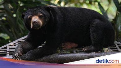 Livestock in South Sumatra die, their intestines ripped out, apparently eaten by sun bears