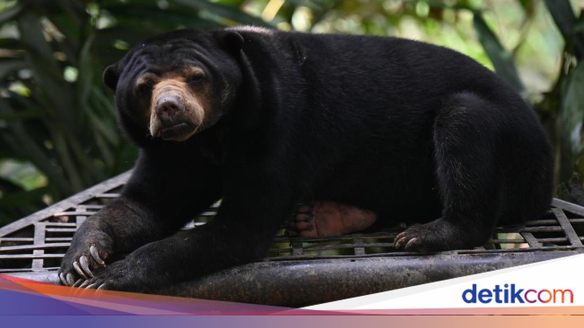 Livestock in South Sumatra die, their intestines ripped out, apparently eaten by sun bears