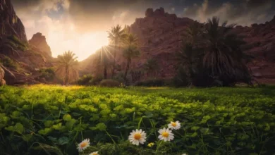 يستعد البرنامج الوطني للتشجير السعودي لإطلاق موسم التشجير الوطني 2025 فتحت شعار “يدٌ تغرس…