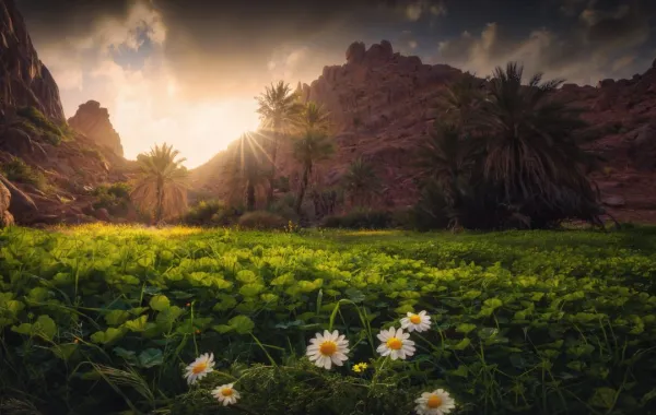 يستعد البرنامج الوطني للتشجير السعودي لإطلاق موسم التشجير الوطني 2025 فتحت شعار “يدٌ تغرس…