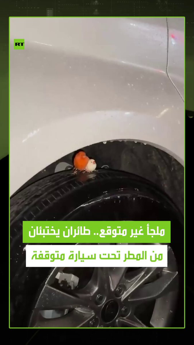 في مشهد عاطفي.. طائران صغيران يحتميان من زخات المطر تحت سيارة متوقفة. #طائر
