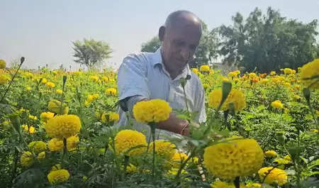 Jammu and Kashmir: Farmers who abandon traditional farming and adopt modern techniques are earning big bucks.