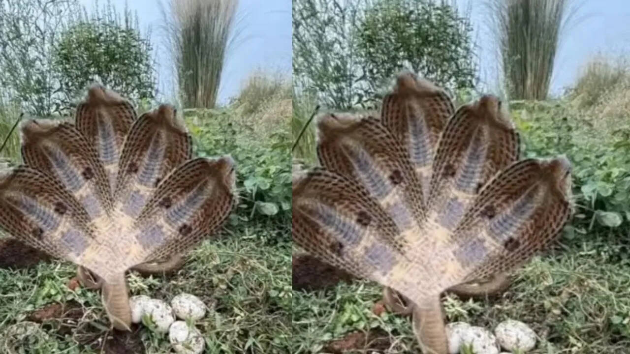 Hey, are those with five heads also snakes, the video is going viral fast.