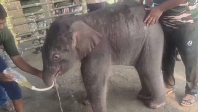 A forest division team rescued a 15-day-old baby elephant from being swept away, when it was reunited with its mother, everything was devastated.
