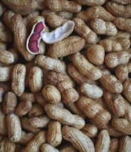 Are you also allergic to peanuts?