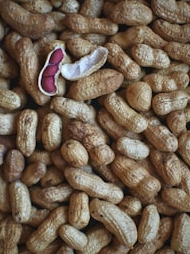 Are you also allergic to peanuts?