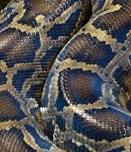 The snake’s makeover is to shed its slime!