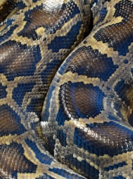 The snake’s makeover is to shed its slime!