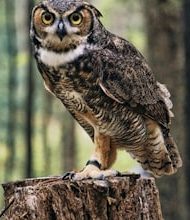 Owl’s eyes give them night life!