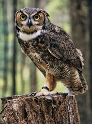 Owl’s eyes give them night life!