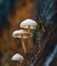 How to identify poisonous mushrooms?
