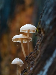 How to identify poisonous mushrooms?