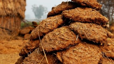 Cow dung lamps are full of all qualities!