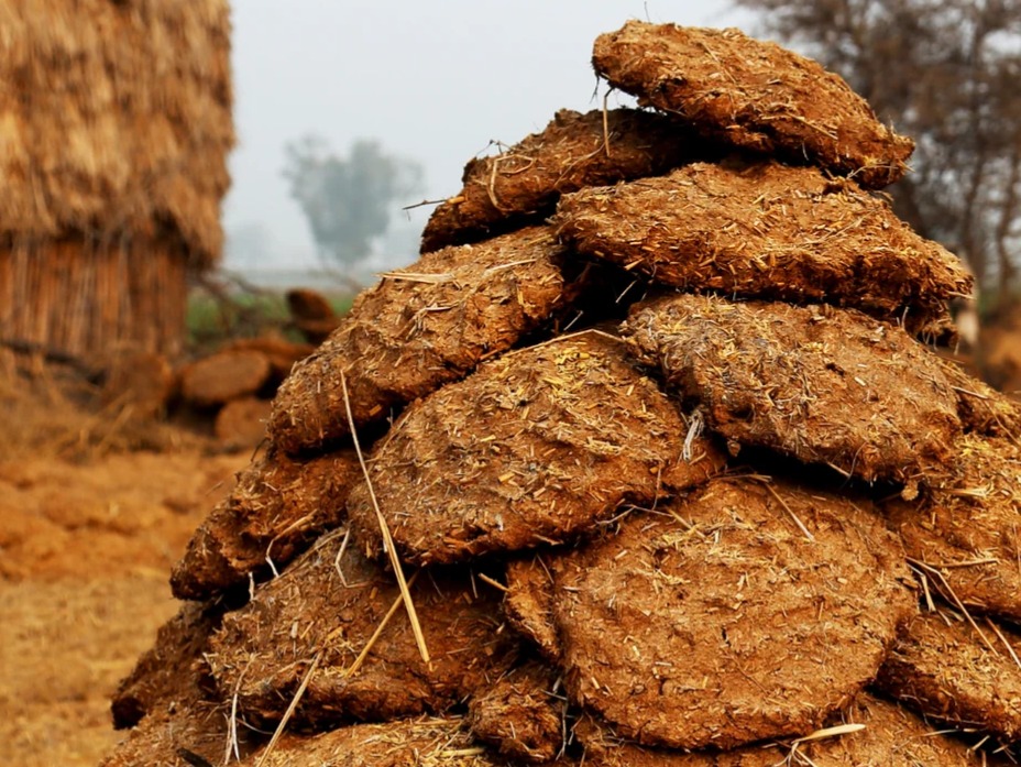 Cow dung lamps are full of all qualities!