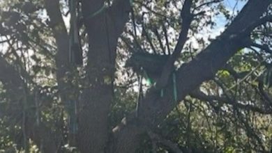 U.S. Secret Service Finds Suspicious Hunting Stand in View of Trump’s Air Force One Exit in Florida