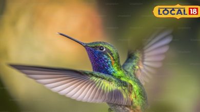 Hummingbird: Wonder! Heart beats 1260 times in a minute, wings move 200 times every second, weighs only 2 grams.