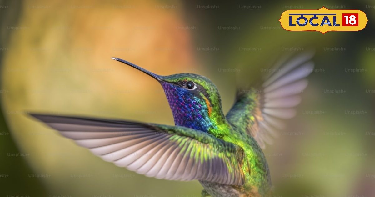 Hummingbird: Wonder! Heart beats 1260 times in a minute, wings move 200 times every second, weighs only 2 grams.