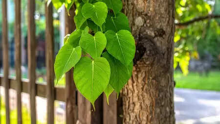 Peepal: God tree of the earth, in which the treasure of medicinal properties is hidden.