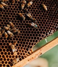 So this is how sweet and delicious honey is made!