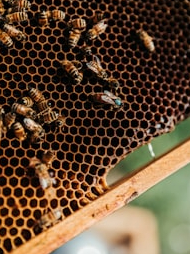 So this is how sweet and delicious honey is made!