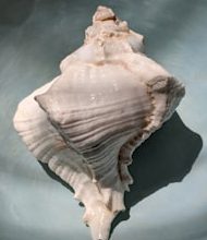 That is why conch is important to Hindus!
