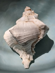 That is why conch is important to Hindus!