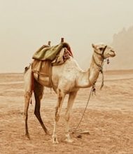 This is the survival secret of the desert ship!
