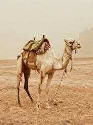 This is the survival secret of the desert ship!