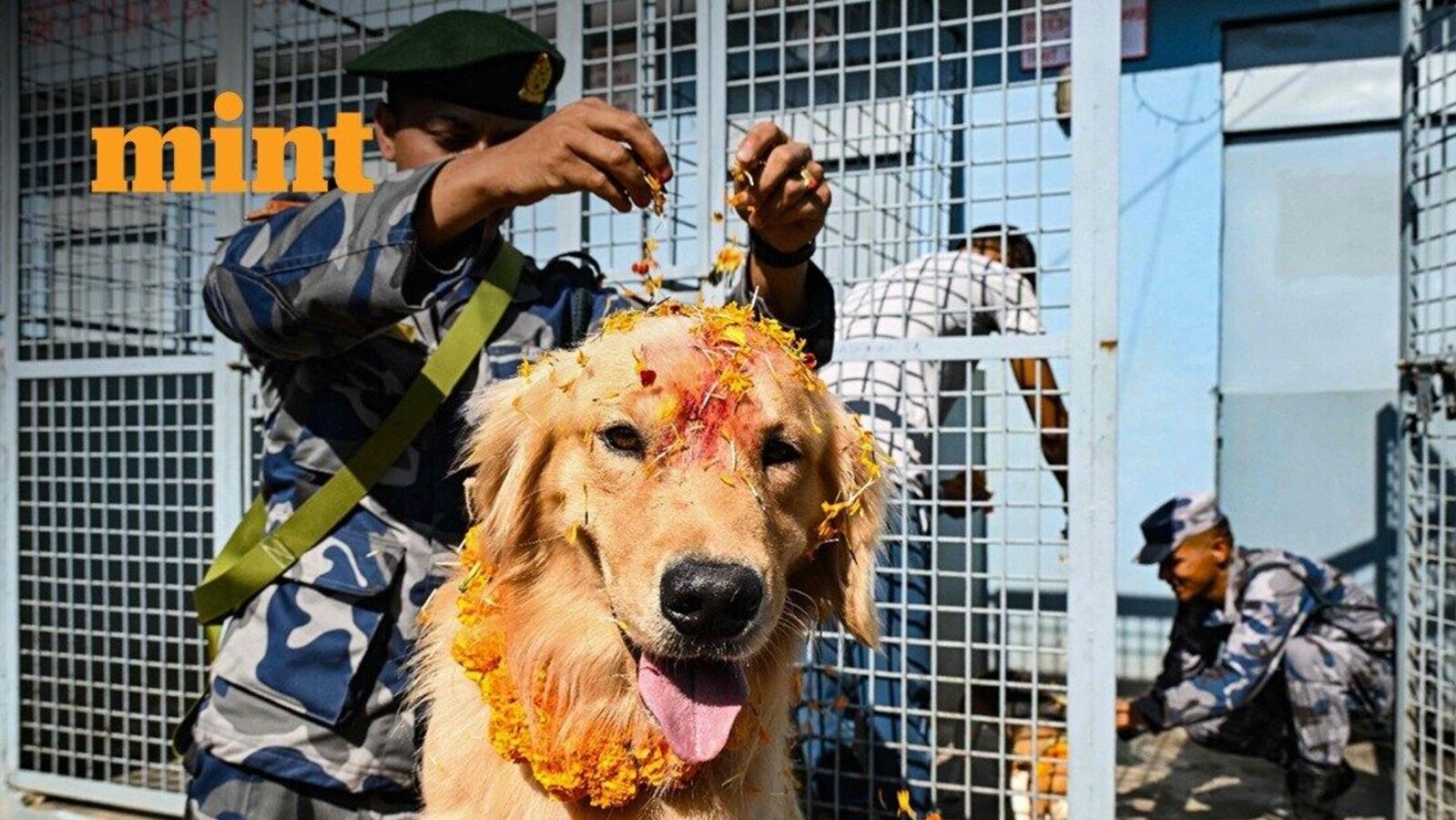 Kukur Tihar 2025: Nepal pays respect to dogs, worships dogs with garlands, flowers; See photos